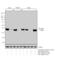 NFKB Inhibitor Alpha antibody, MA5-15132, Invitrogen Antibodies, Western Blot image 