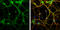 Syntaxin 3 antibody, GTX118549, GeneTex, Immunocytochemistry image 