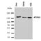 Ataxin 2 antibody, orb137901, Biorbyt, Western Blot image 