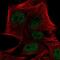 PR domain zinc finger protein 4 antibody, NBP2-55794, Novus Biologicals, Immunofluorescence image 