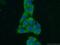 Inosine Monophosphate Dehydrogenase 1 antibody, 22092-1-AP, Proteintech Group, Immunofluorescence image 