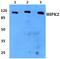 Homeodomain Interacting Protein Kinase 2 antibody, A01371, Boster Biological Technology, Western Blot image 