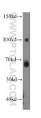 Lipin 2 antibody, 19545-1-AP, Proteintech Group, Western Blot image 