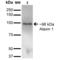 Ataxin 1 antibody, 56549, QED Bioscience, Western Blot image 