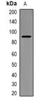 Progesterone Immunomodulatory Binding Factor 1 antibody, orb340862, Biorbyt, Western Blot image 