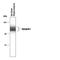 Synapsin I antibody, PPS035, R&D Systems, Western Blot image 