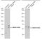 Mitotic Arrest Deficient 1 Like 1 antibody, PA5-78048, Invitrogen Antibodies, Western Blot image 