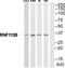 Ring Finger Protein 113B antibody, TA312553, Origene, Western Blot image 