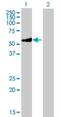 Glycine Amidinotransferase antibody, H00002628-B01P, Novus Biologicals, Western Blot image 