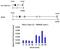 CTD Small Phosphatase 2 antibody, PA5-21624, Invitrogen Antibodies, Chromatin Immunoprecipitation image 