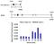 CTD Small Phosphatase 2 antibody, PA5-21624, Invitrogen Antibodies, Chromatin Immunoprecipitation image 