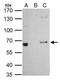 PLAG1 Zinc Finger antibody, PA5-32188, Invitrogen Antibodies, Immunoprecipitation image 