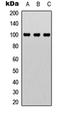 NFKB Inhibitor Interacting Ras Like 1 antibody, orb74457, Biorbyt, Western Blot image 