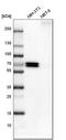 Prostaglandin E Receptor 4 antibody, HPA012756, Atlas Antibodies, Western Blot image 