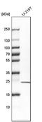 ADP Ribosylation Factor Like GTPase 4C antibody, HPA028927, Atlas Antibodies, Western Blot image 