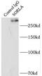 Sortilin Related Receptor 1 antibody, FNab08116, FineTest, Immunoprecipitation image 