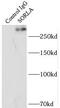 SORL1 antibody, FNab08116, FineTest, Immunoprecipitation image 