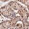 BRISC And BRCA1 A Complex Member 1 antibody, AF6604, R&D Systems, Immunohistochemistry paraffin image 