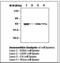 TGF-Beta Activated Kinase 1 (MAP3K7) Binding Protein 1 antibody, LS-C62050, Lifespan Biosciences, Western Blot image 