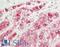 SGSH antibody, LS-B14915, Lifespan Biosciences, Immunohistochemistry paraffin image 