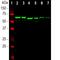 Internexin Neuronal Intermediate Filament Protein Alpha antibody, NB300-216, Novus Biologicals, Western Blot image 