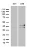Homeobox D8 antibody, MA5-27377, Invitrogen Antibodies, Western Blot image 