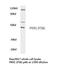 Prokineticin Receptor 1 antibody, PA5-75371, Invitrogen Antibodies, Western Blot image 