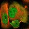 NUAK Family Kinase 2 antibody, HPA008958, Atlas Antibodies, Immunofluorescence image 
