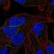 Protocadherin Beta 11 antibody, PA5-60905, Invitrogen Antibodies, Immunofluorescence image 