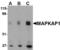 MAPK Associated Protein 1 antibody, A04068-1, Boster Biological Technology, Western Blot image 