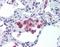 Toll Like Receptor 5 antibody, orb87371, Biorbyt, Immunohistochemistry paraffin image 