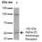 Adrenoceptor Alpha 2C antibody, 56529, QED Bioscience, Western Blot image 