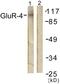 Glutamate Ionotropic Receptor AMPA Type Subunit 4 antibody, LS-C117902, Lifespan Biosciences, Western Blot image 