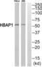 HSPB1 Associated Protein 1 antibody, abx015084, Abbexa, Western Blot image 