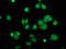 ADP Ribosylation Factor Like GTPase 11 antibody, LS-C378831, Lifespan Biosciences, Immunofluorescence image 