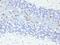 SRY-Box 10 antibody, GTX35083, GeneTex, Immunohistochemistry paraffin image 