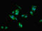 Eukaryotic Translation Initiation Factor 6 antibody, orb23722, Biorbyt, Immunocytochemistry image 