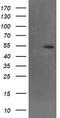 Makorin Ring Finger Protein 1 antibody, CF504092, Origene, Western Blot image 