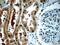 GAPDH antibody, 60004-1-Ig, Proteintech Group, Immunohistochemistry paraffin image 
