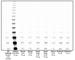 Telomerase Reverse Transcriptase antibody, abx120550, Abbexa, Western Blot image 