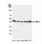 Protein Arginine Methyltransferase 1 antibody, NB100-2251, Novus Biologicals, Western Blot image 