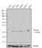 Forkhead Box L2 antibody, PA1-802, Invitrogen Antibodies, Western Blot image 