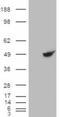 Betaine--Homocysteine S-Methyltransferase antibody, LS-B3257, Lifespan Biosciences, Western Blot image 