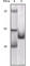 Cyclin-dependent kinase inhibitor 2A, isoform 1 antibody, abx016046, Abbexa, Western Blot image 