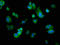 Armadillo Repeat Containing 10 antibody, LS-C379029, Lifespan Biosciences, Immunofluorescence image 