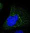 Serpin B5 antibody, NBP1-87780, Novus Biologicals, Immunofluorescence image 