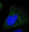 Serpin Family B Member 5 antibody, NBP1-87780, Novus Biologicals, Immunofluorescence image 