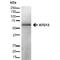 Autophagy Related 13 antibody, PA5-77806, Invitrogen Antibodies, Western Blot image 