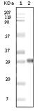Nucleophosmin 1 antibody, 32-198, ProSci, Enzyme Linked Immunosorbent Assay image 