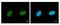 Lamin A/C antibody, GTX629404, GeneTex, Immunofluorescence image 